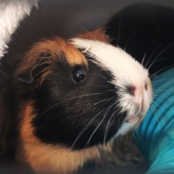 Hera