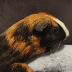 Artemis