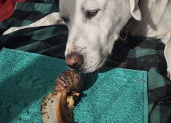 🐶 Želví babinec, prasátko na útěku od střechy a Čenda Knedlo Kapsa! 🐢🐷😂