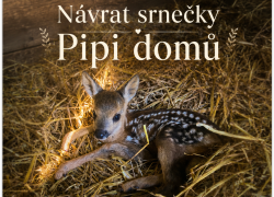 🦌🌈 Návrat srnečky Pipi domů ❤️