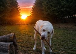 🐾 Theův farmářský bulvár málem z Turkmenistánu