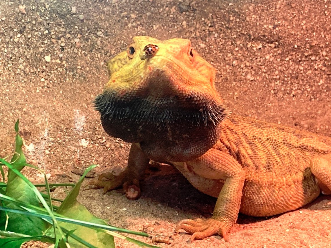 agama