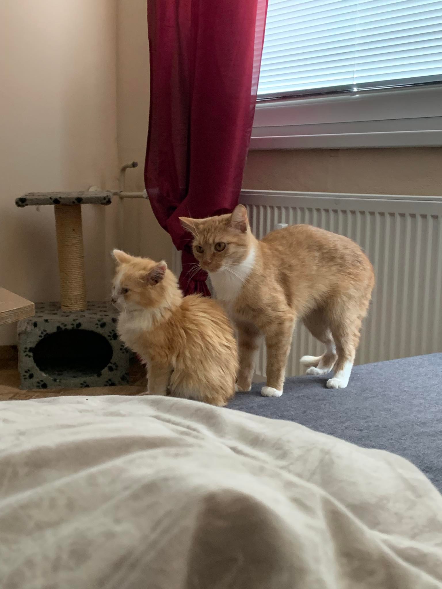 Nedokojený pohozený kocourek Tučík v náhradní rodině získal kamarádku Ginger.