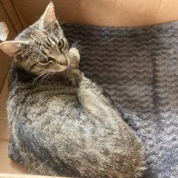 Mimi