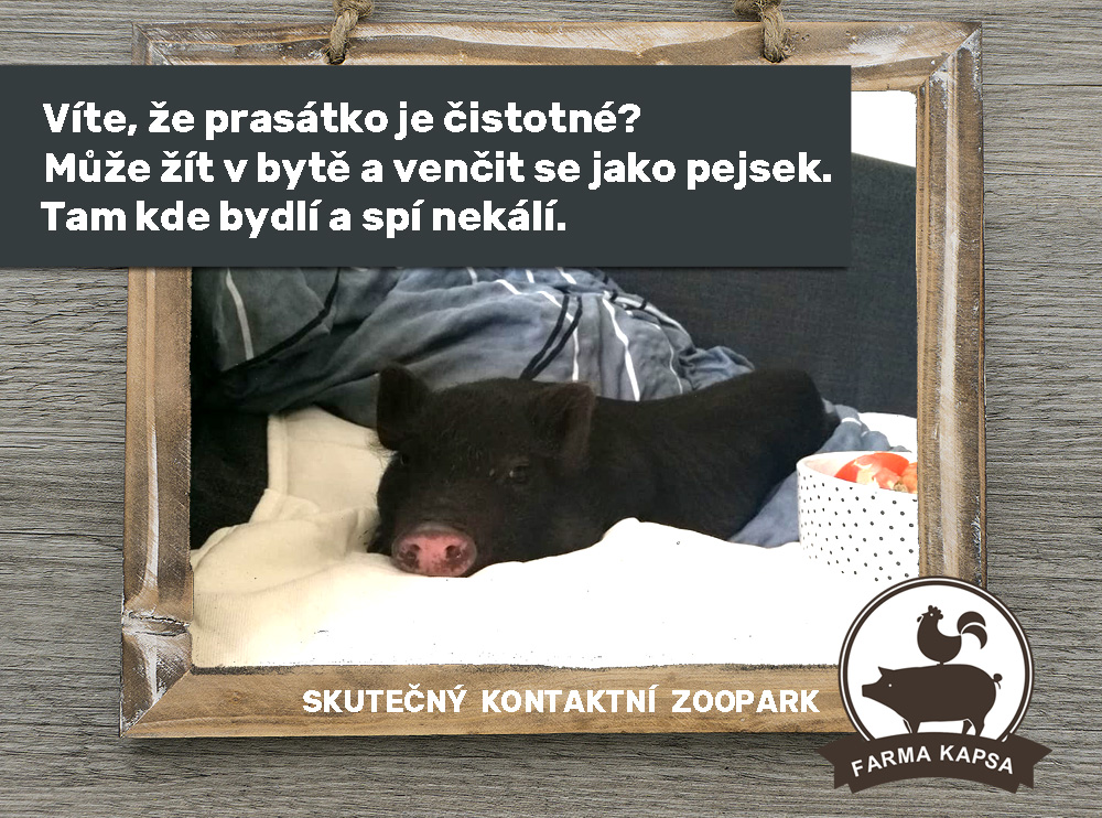 miniprasátko