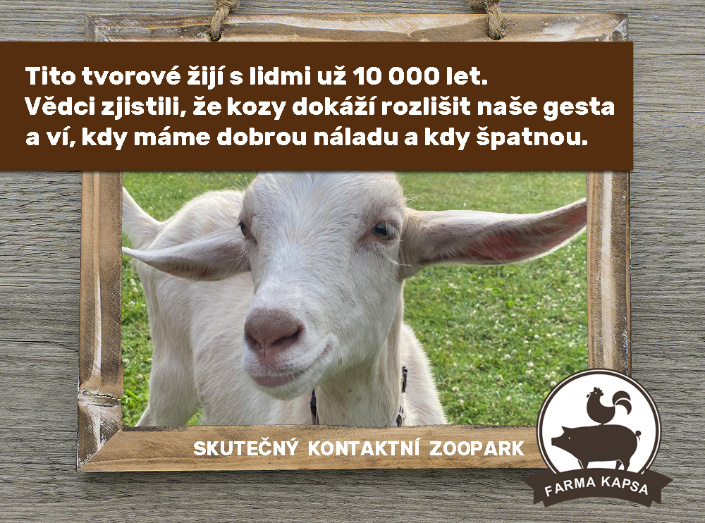 koza domácí