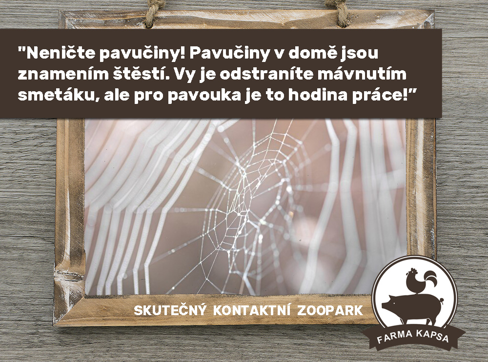 pavouk