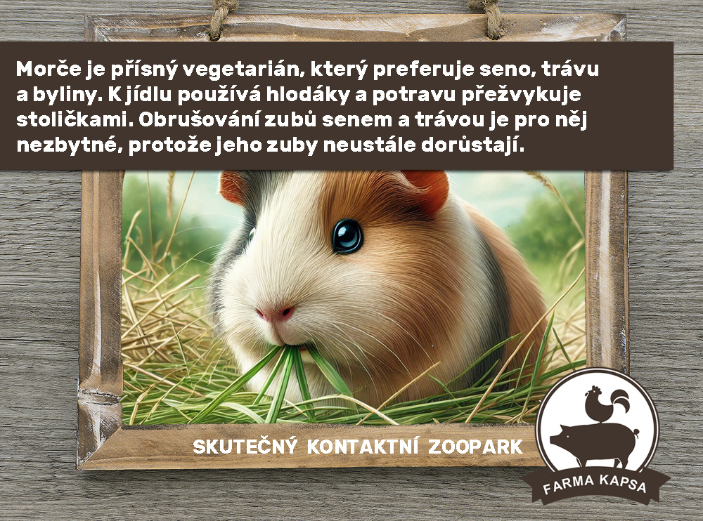 morče domácí
