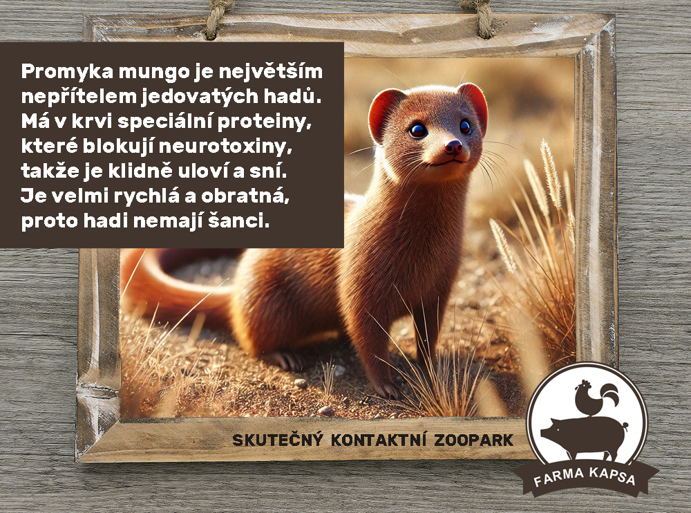 víte, že farma Kapsa