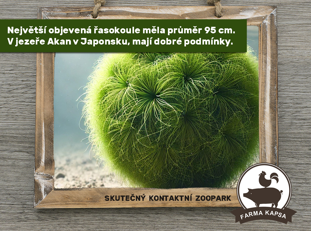 víte, že farma Kapsa