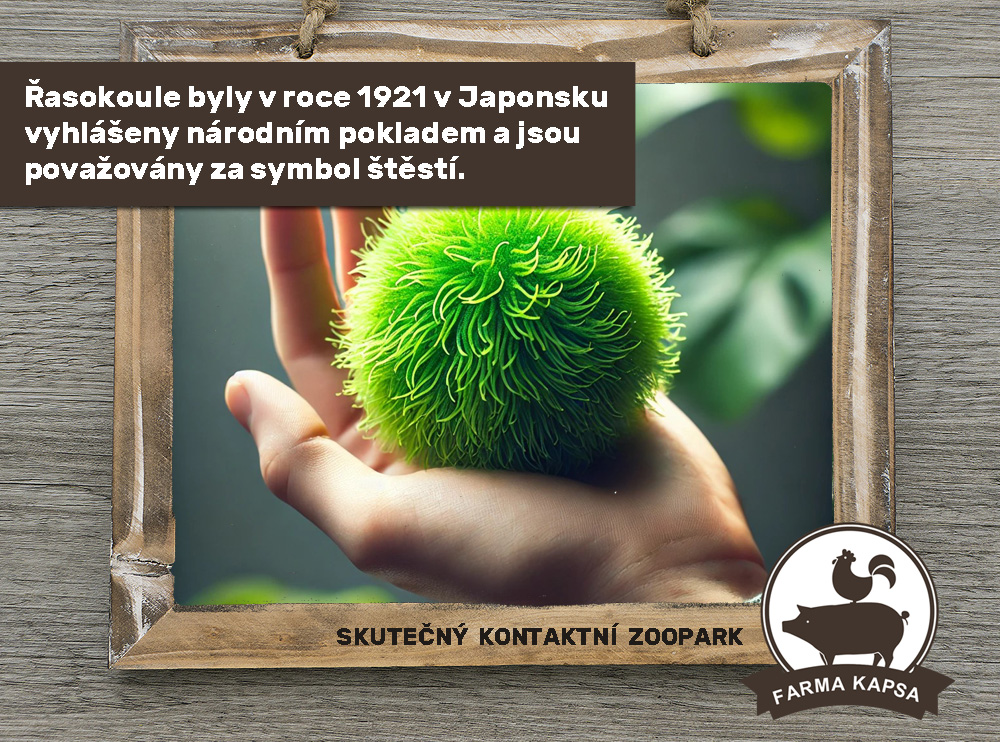 víte, že farma Kapsa