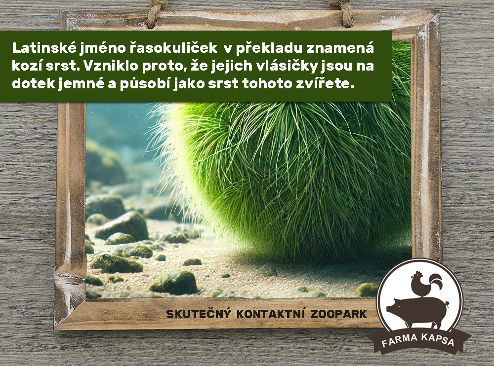 víte, že farma Kapsa