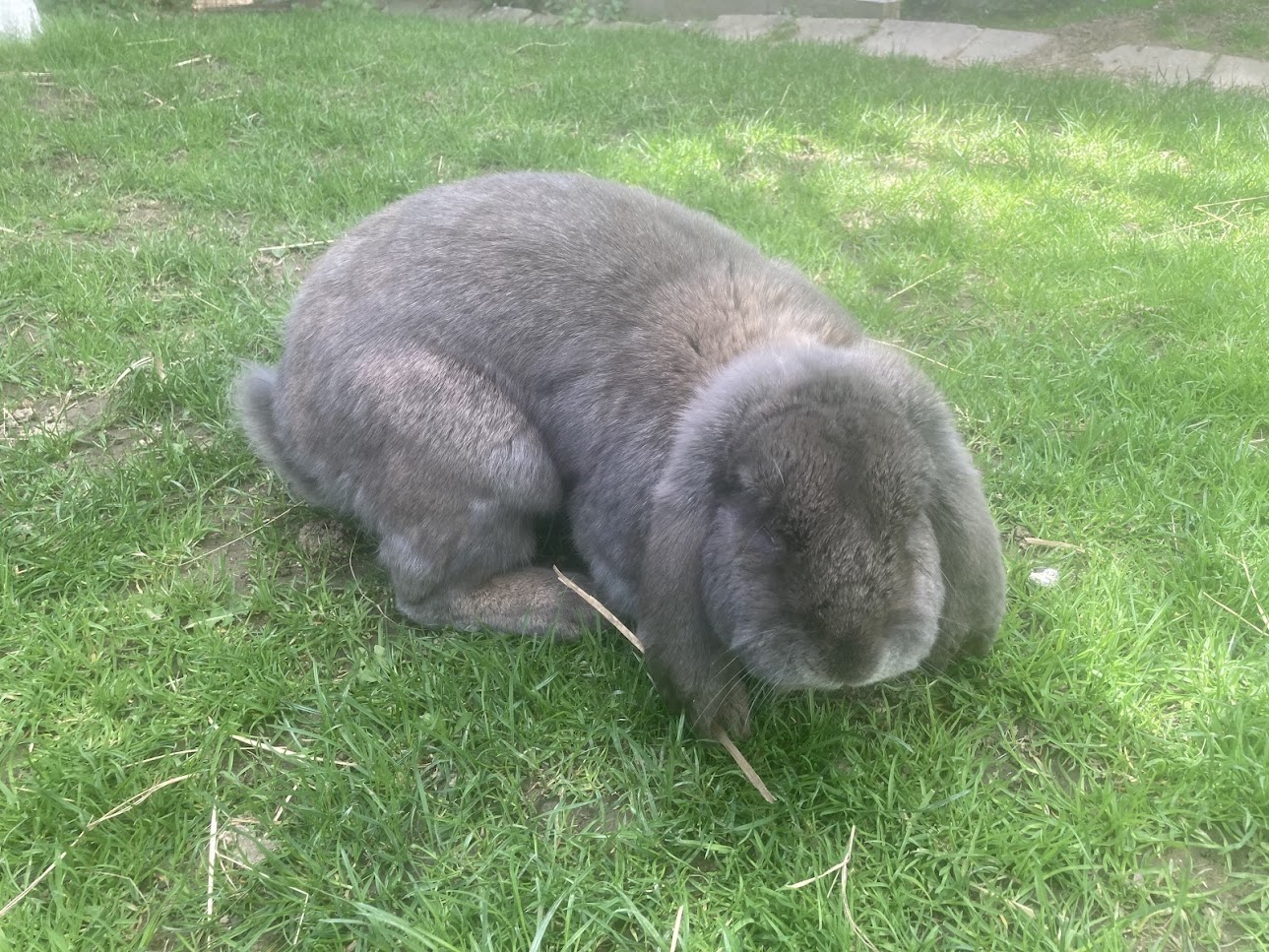 theodor