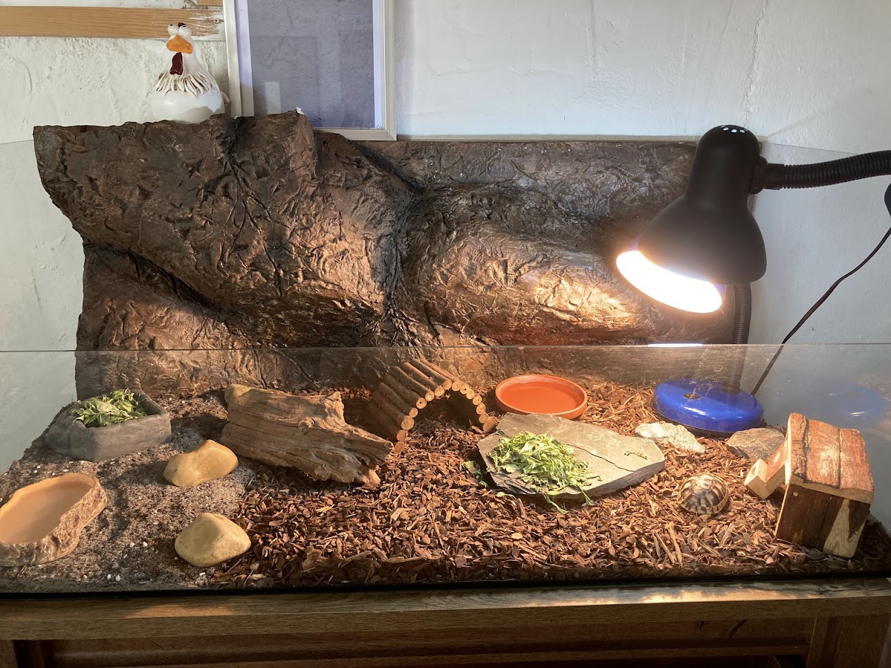 želva vroubená farma Kapsa želva vroubená farma Kapsa