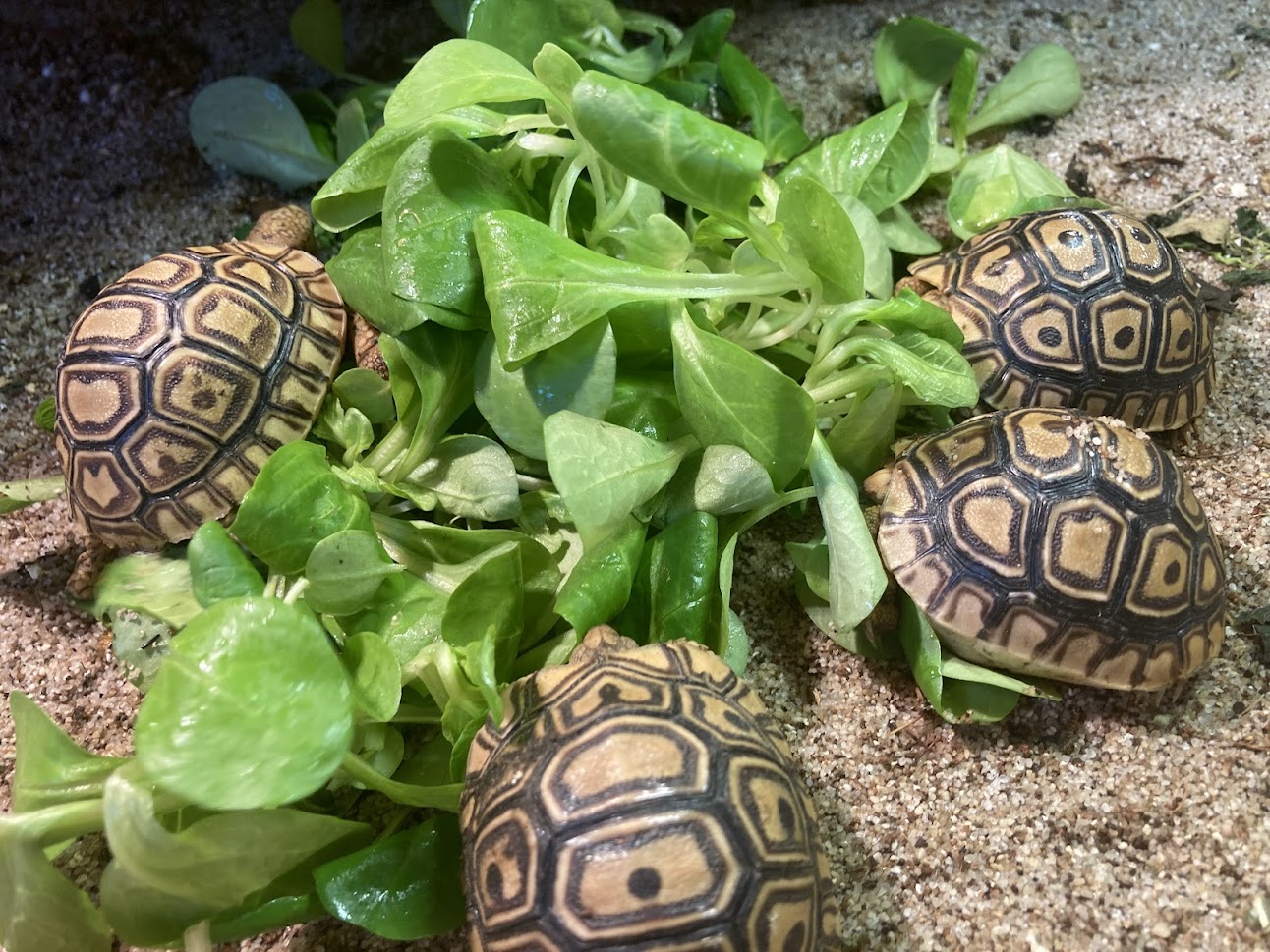želva pardálí farma Kapsa želva pardálí farma Kapsa