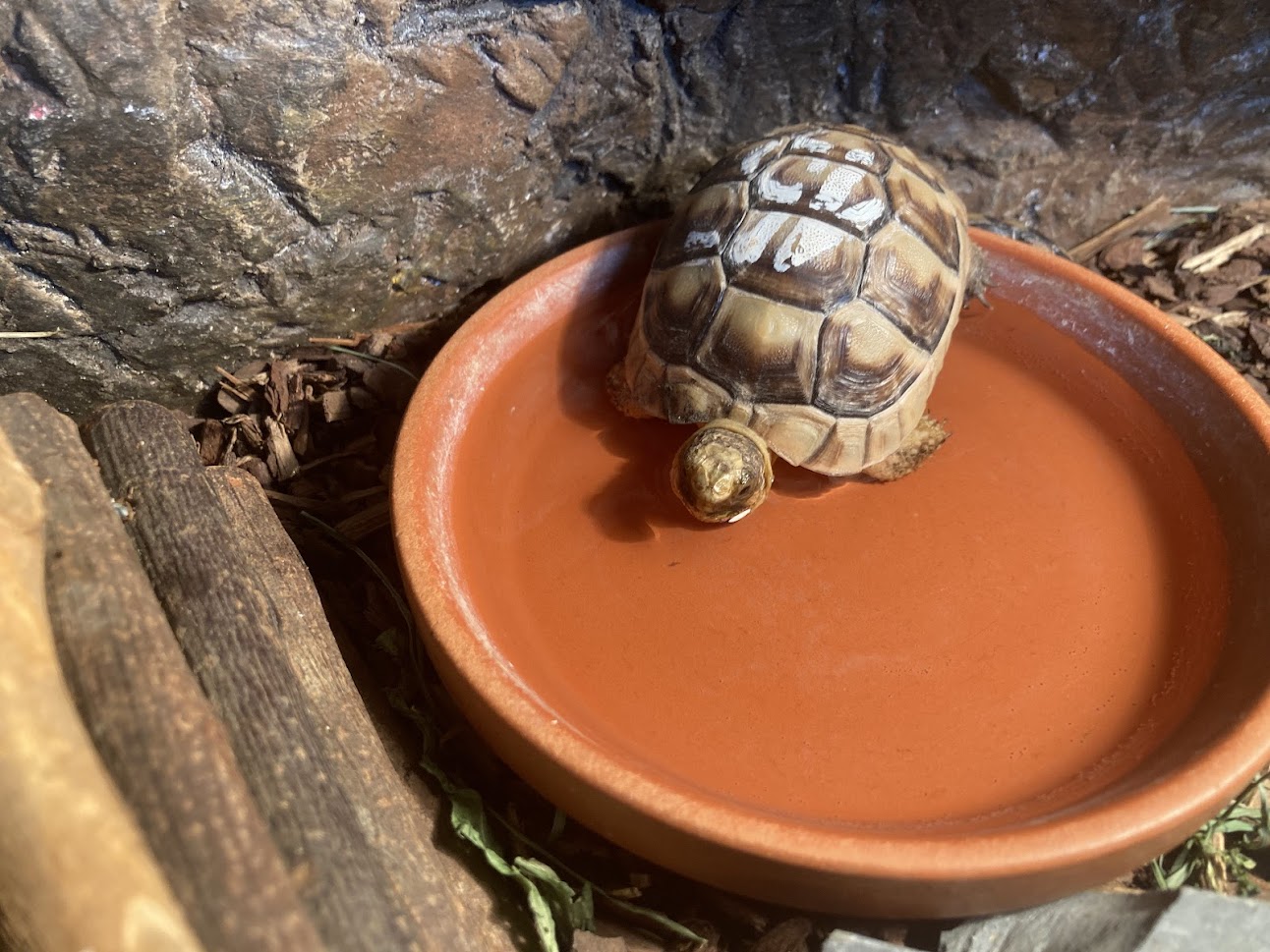 želva vroubená farma Kapsa želva vroubená farma Kapsa