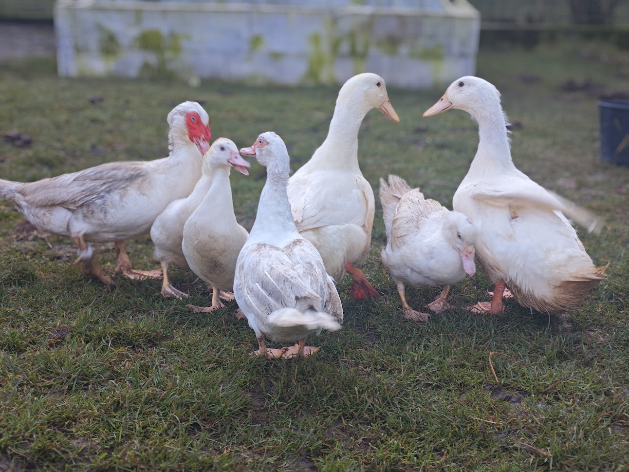 kachničky z farmy Kapsa