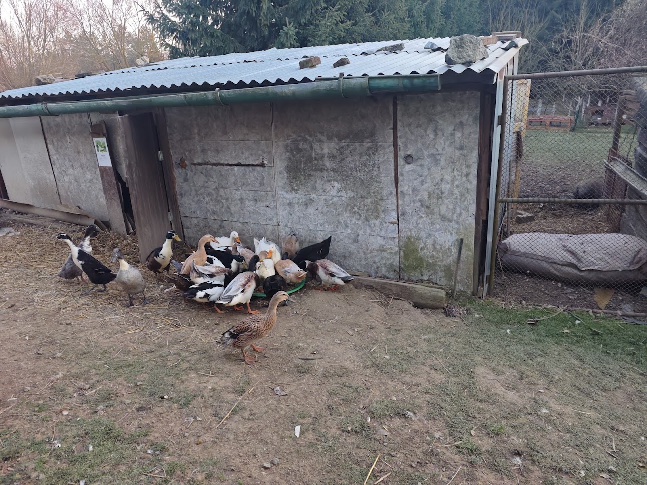 Divoška z farmy Kapsa Divoška z farmy Kapsa