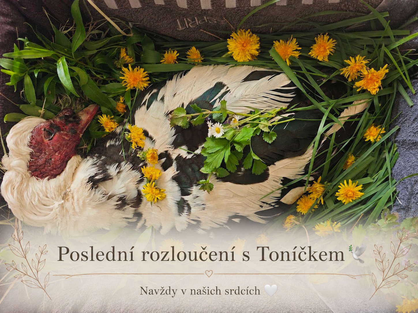 rozloučení s kačerem Toníčkem