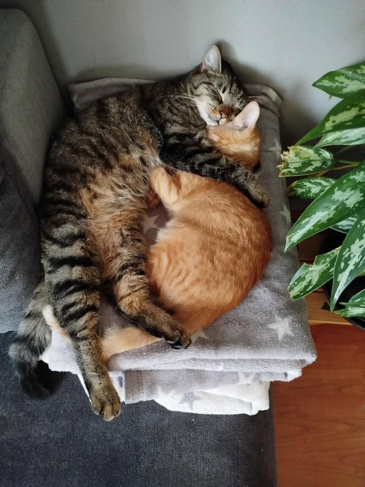 kmotři Horákovi farma Kapsa