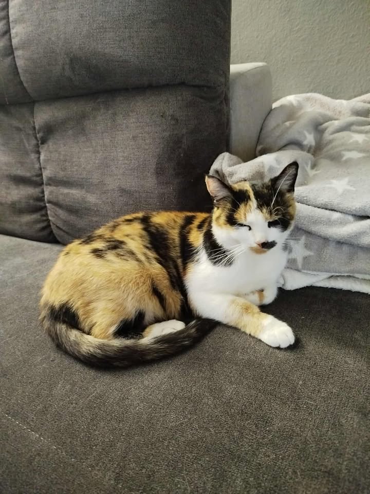 kmotři Horákovi farma Kapsa