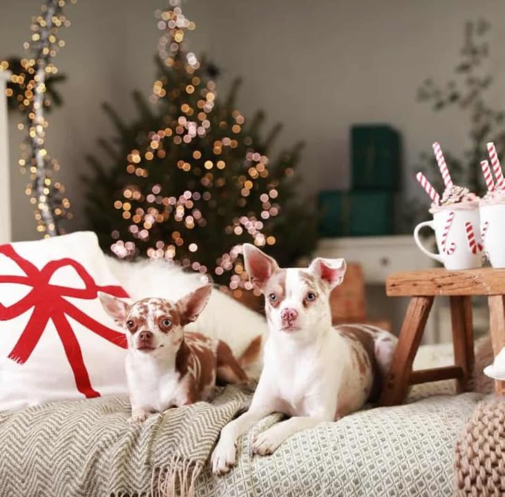 kmotři Horákovi farma Kapsa