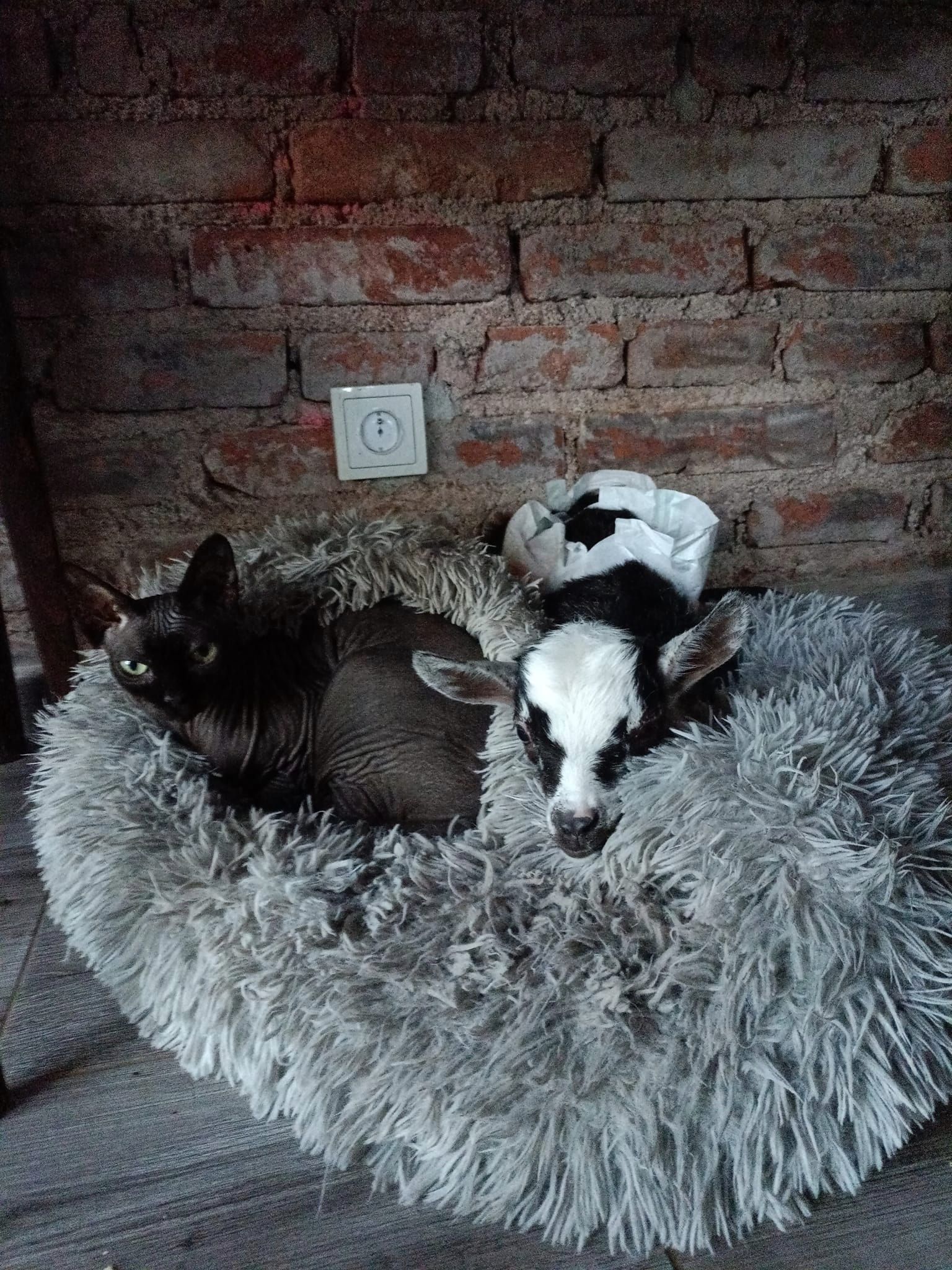 kmotra kozlíka Čertíka kmotra kozlíka Čertíka