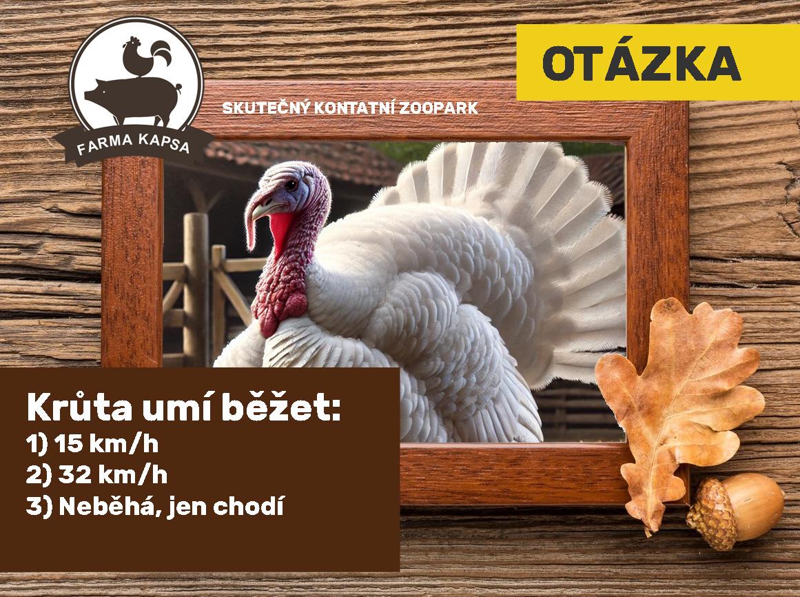 krůta domácí otázka