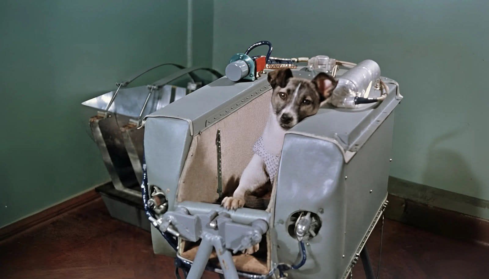 Laika Kudrjavka farma Kapsa