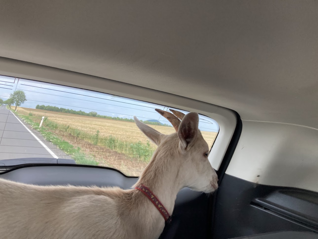 kozička Miley z farmy Kapsa