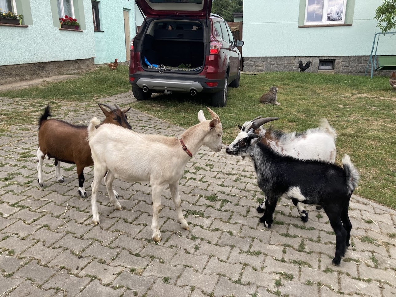 kozička Miley z farmy Kapsa