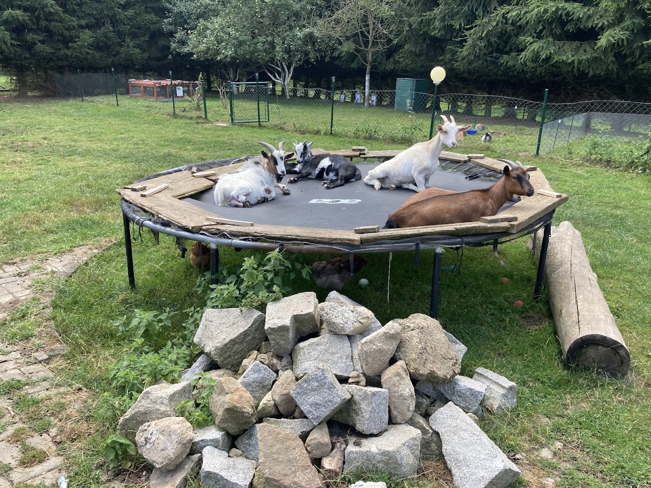 kozička Miley z farmy Kapsa