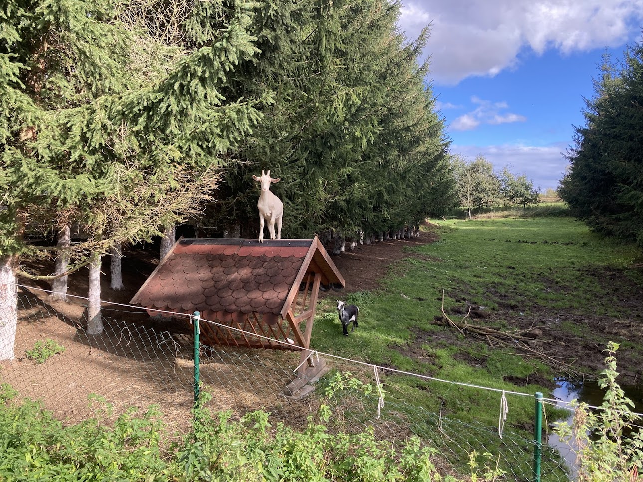 kozička Miley z farmy Kapsa