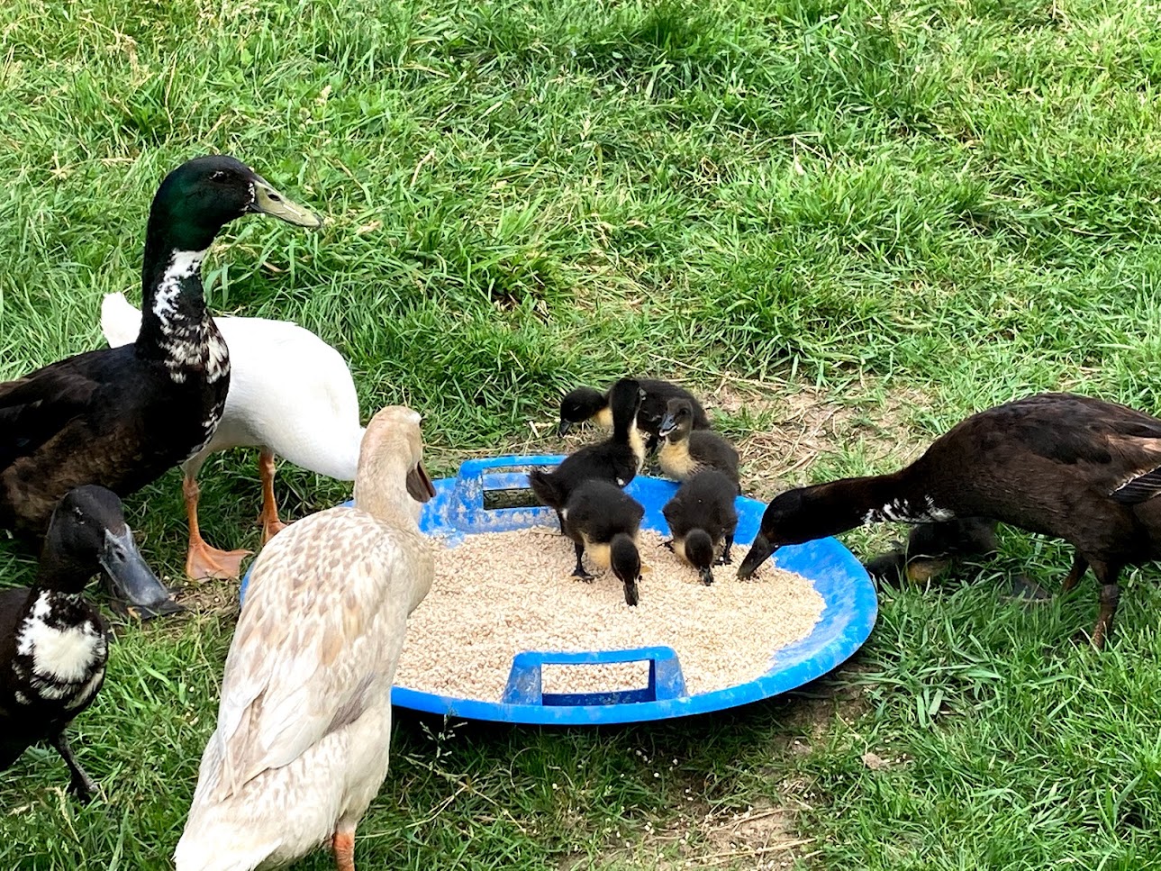 kačer Bonifác z farmy Kapsa kačer Bonifác z farmy Kapsa