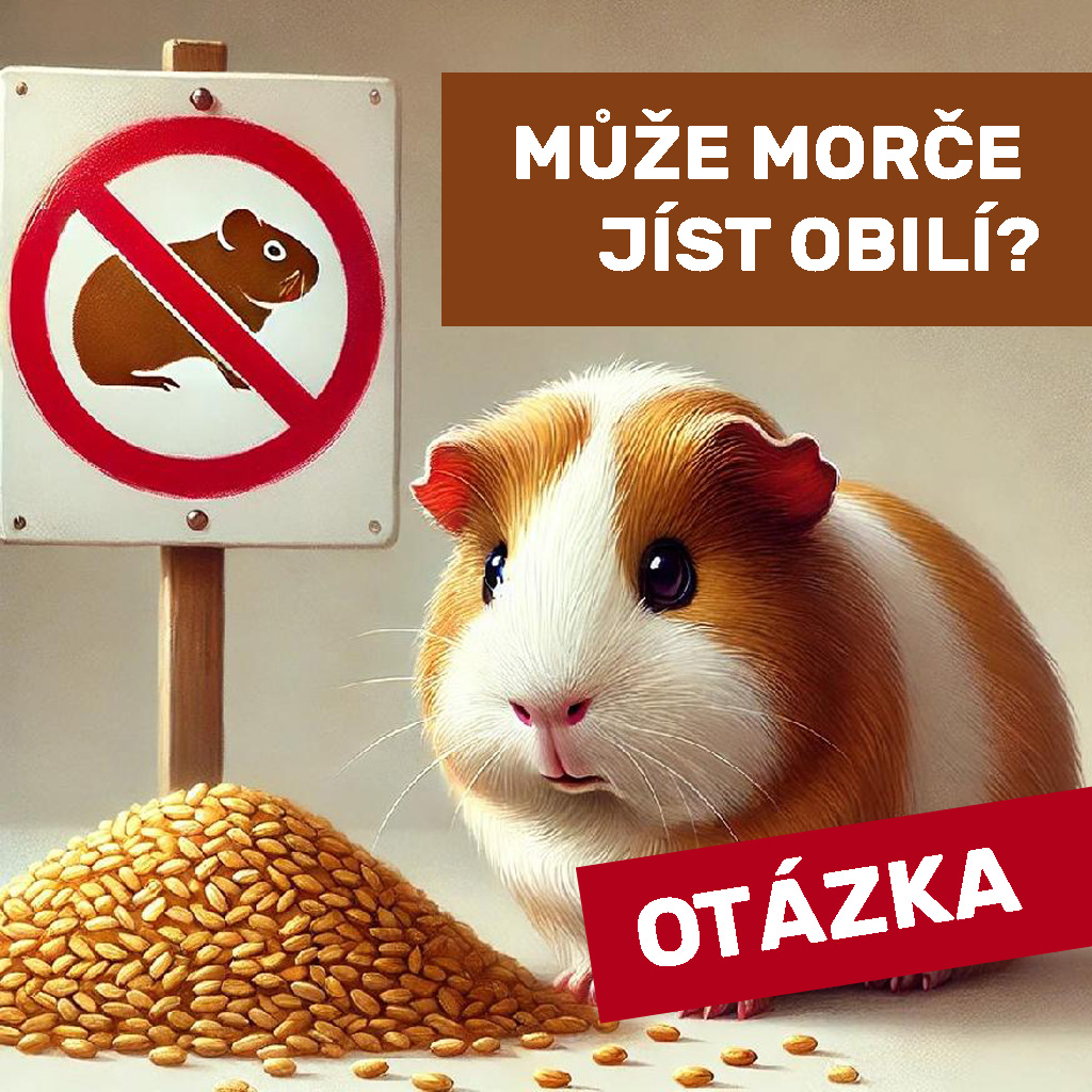 Může jíst morče obilí?