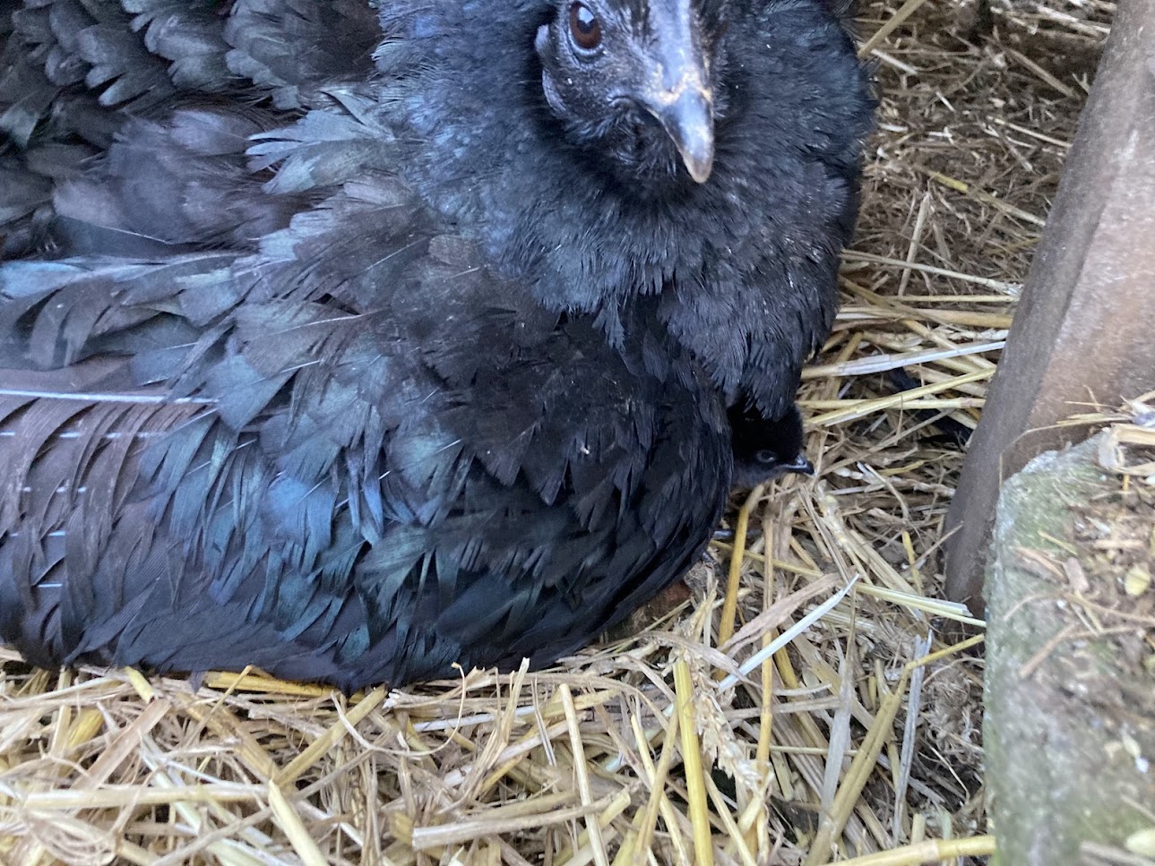 Koky z farmy Kapsa Koky z farmy Kapsa