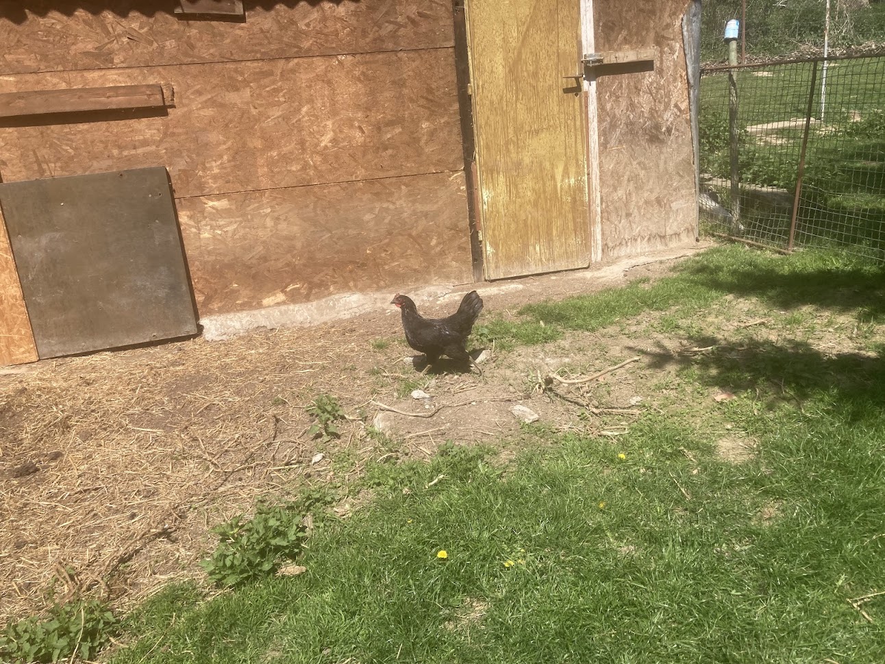 Miluška z farmy Kapsa