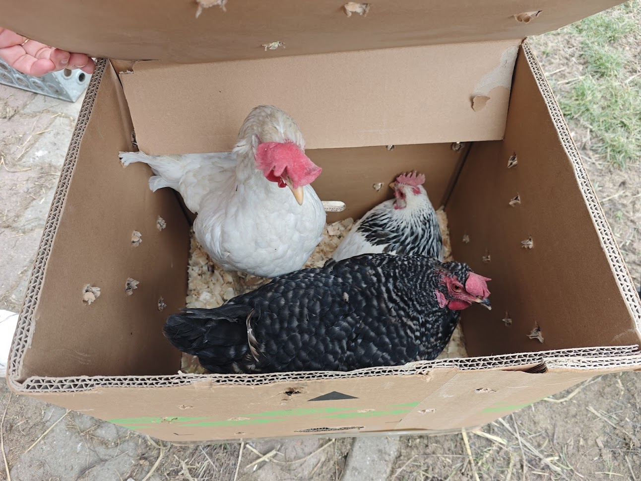 Arabela z farmy Kapsa Arabela z farmy Kapsa