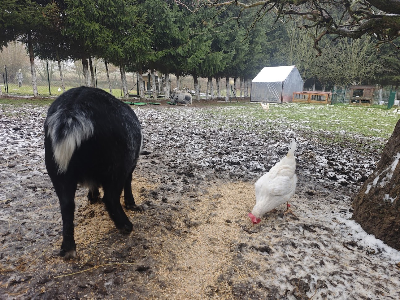 Sněhurka z farmy Kapsa Sněhurka z farmy Kapsa