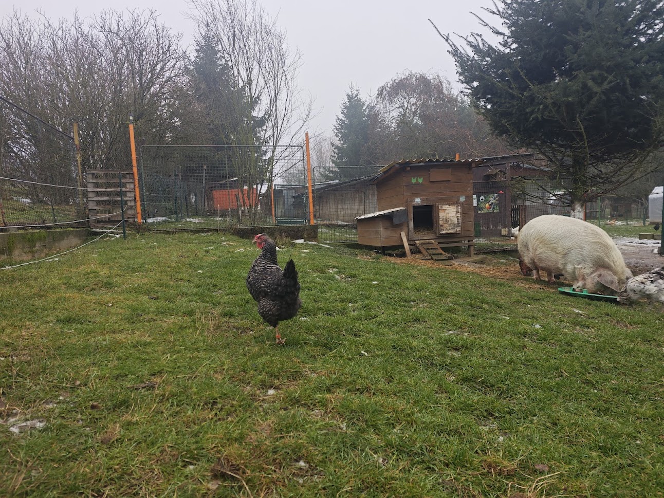 Popelka z farmy Kapsa Popelka z farmy Kapsa