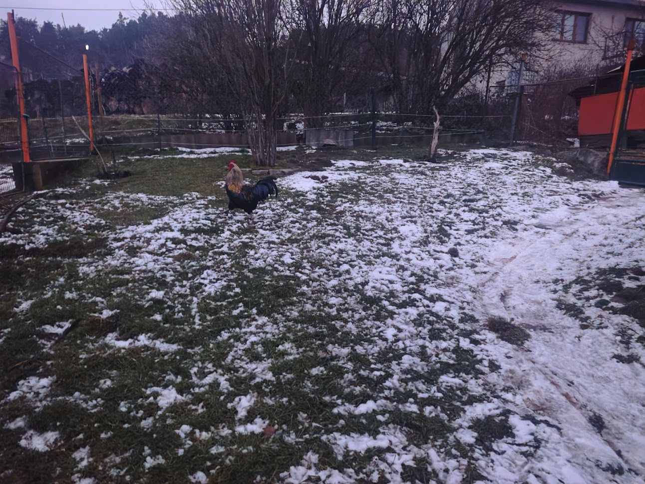 Miluška z farmy Kapsa