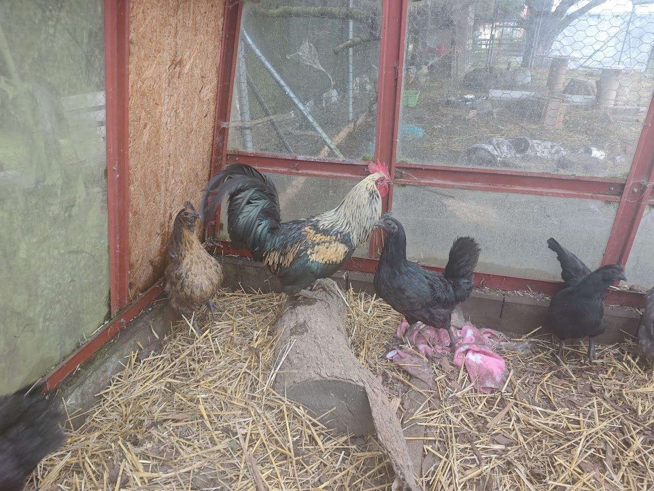 Miluška z farmy Kapsa