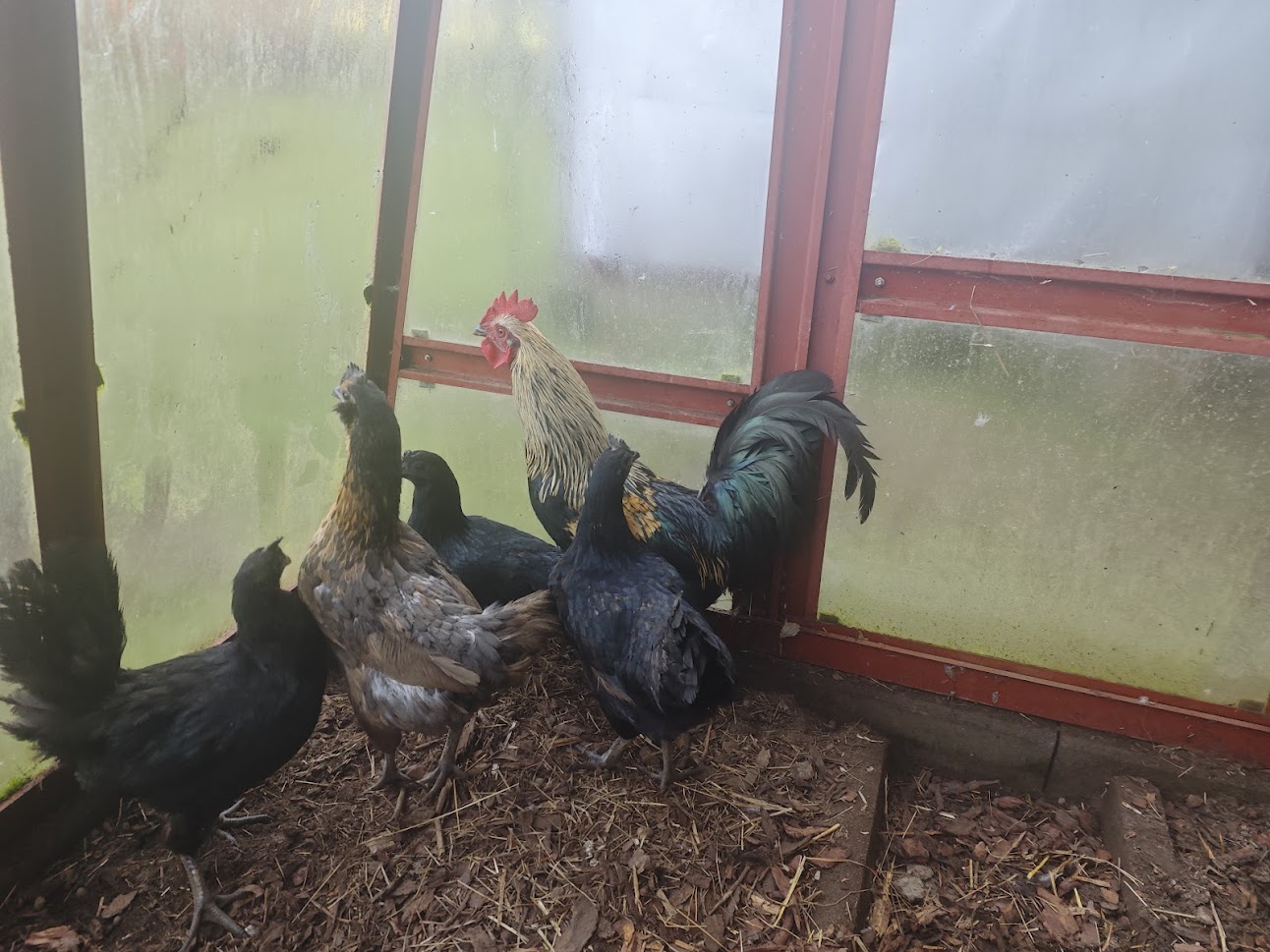 Miluška z farmy Kapsa