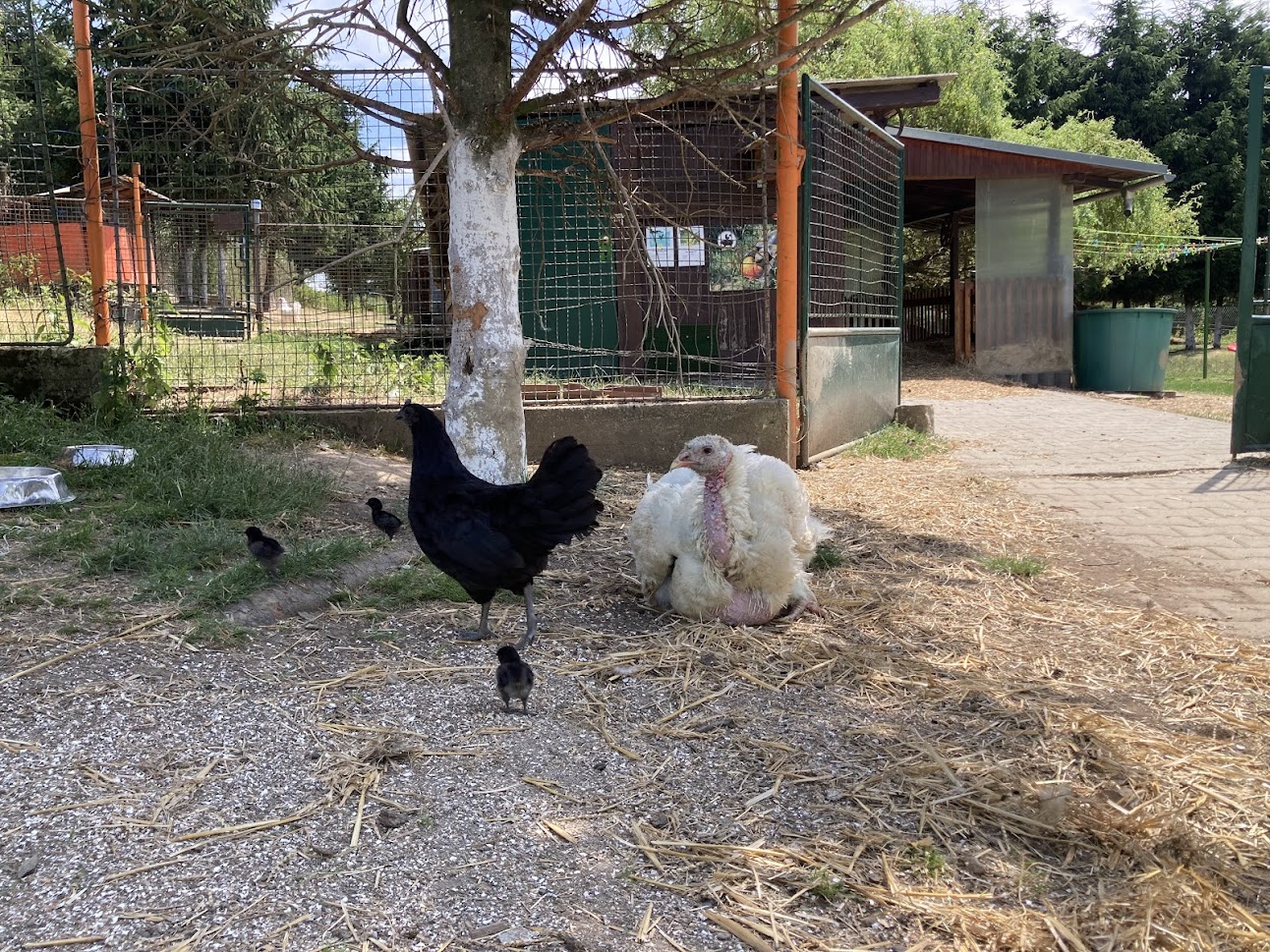 Koky z farmy Kapsa Koky z farmy Kapsa