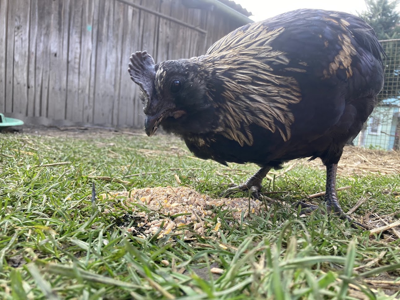 Koky z farmy Kapsa Koky z farmy Kapsa