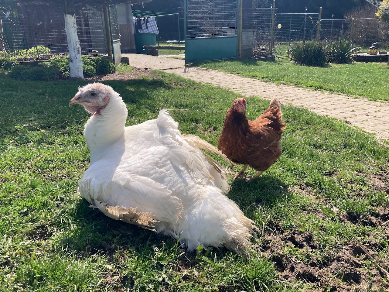 Pipka z farmy Kapsa Pipka z farmy Kapsa