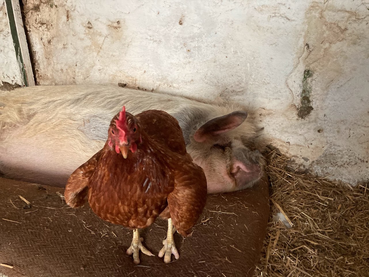 Pipka z farmy Kapsa Pipka z farmy Kapsa