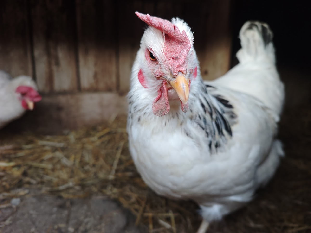 Arabela z farmy Kapsa Arabela z farmy Kapsa