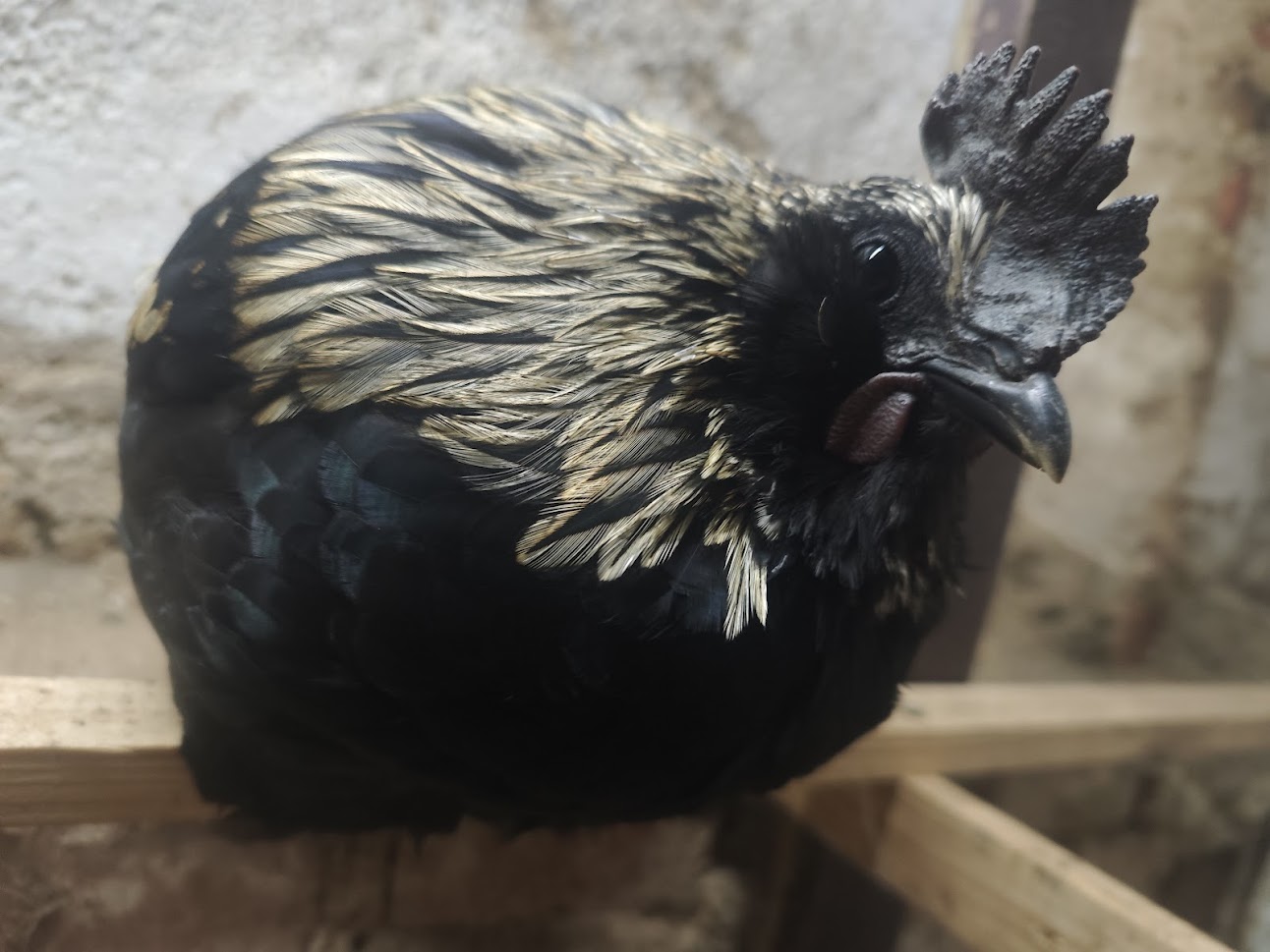 Koky z farmy Kapsa Koky z farmy Kapsa