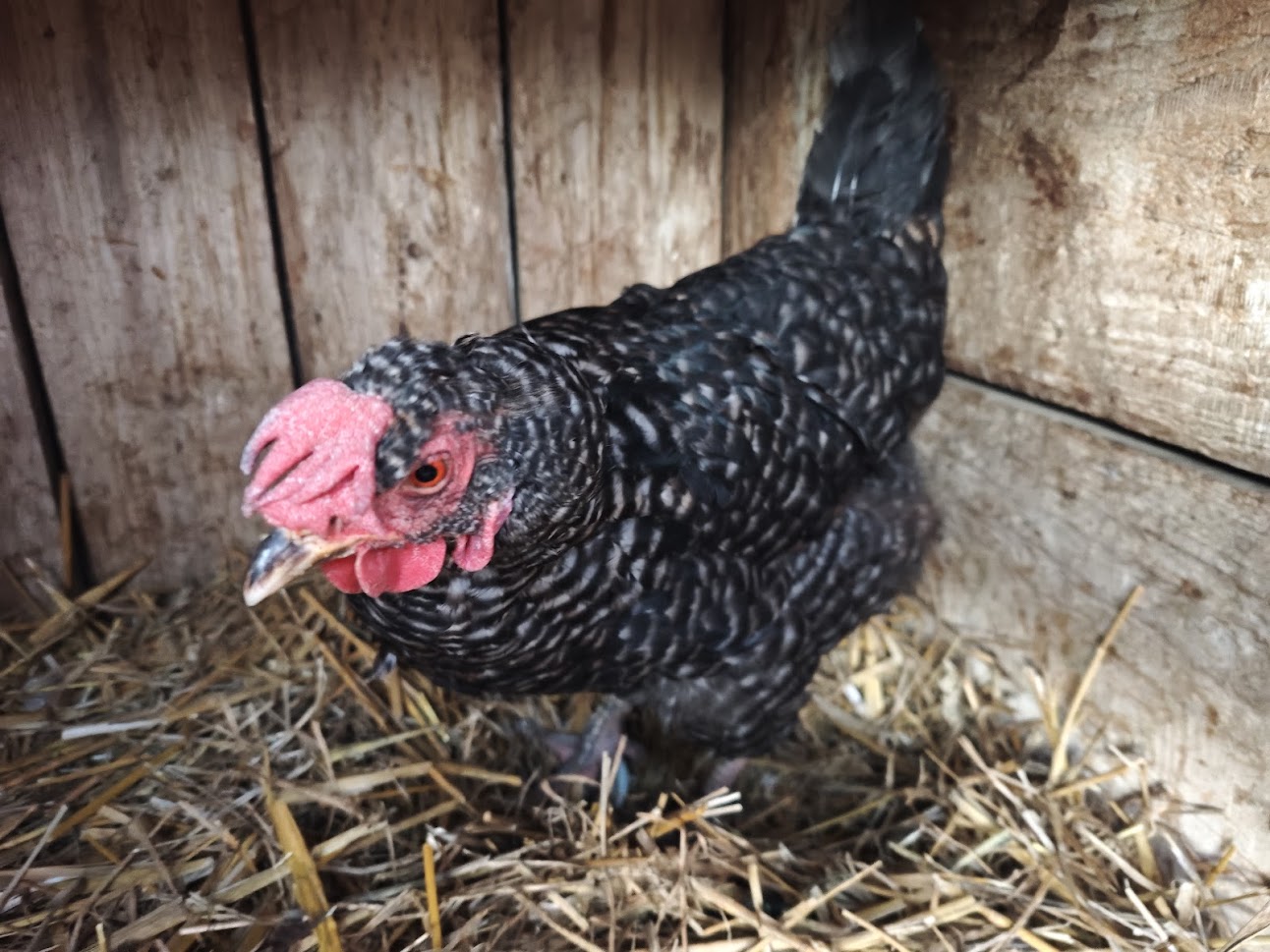 Popelka z farmy Kapsa Popelka z farmy Kapsa